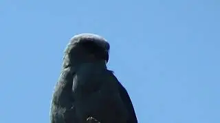 SOVI " Ictinia plumbea " gavião na natureza