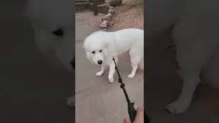 The big white loving dog