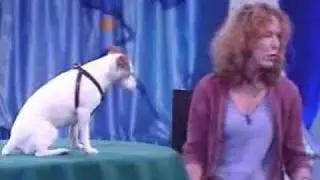 ANIMAUX - ANIMALS: Genious dog / chien savant