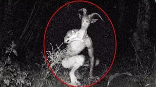 The Hybrid Goatman—Fact or Fiction?