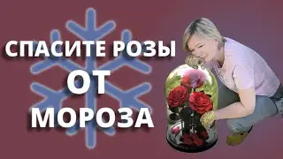 ВОЗВРАТНЫЕ ЗАМОРОЗКИ! Как помочь розам? Готовим защитный коктейль. 2 мая 2024 г.