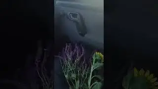летний вайб😎