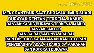 CEPAT BESAR , TIPS MERAWAT BURAYAK DI RUMAH (INDOR)