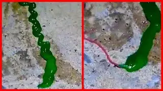 ЧТО ЭТО? Инопланетный Червяк? Монстр или чудовище в Тайване