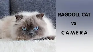 Ragdoll Cat vs Camera