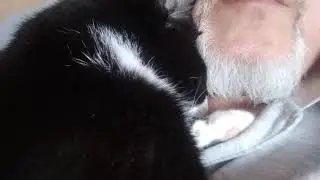 Мусик, это не просто кот, а самый красивый кот 3