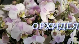 №319/ Свежие СОРТОВЫЕ орхидеи в магазине ОРХИДЕЯ