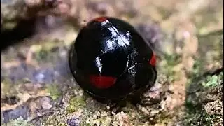 Triple Spotted Black Ladybug, Full Video