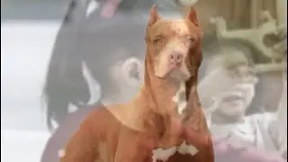 POV: Pitbull sees toddler