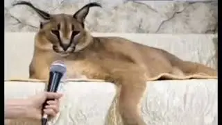 Шлёпа рассказывает анекдот про зайца, который стал королём всех зверей!
