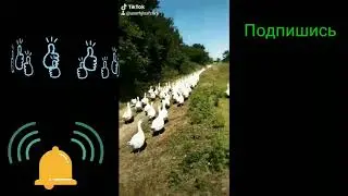 Гуси МАМУТЫ !