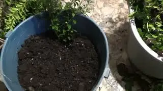 Размножение самшита осенью