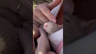 Relaxo maxo rat #shorts