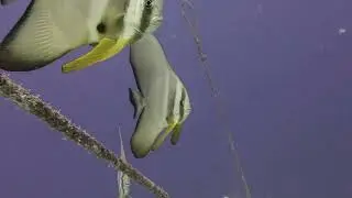 UNDER WATER SEA LIFE #maldives #maldivesislands #maldivesisland