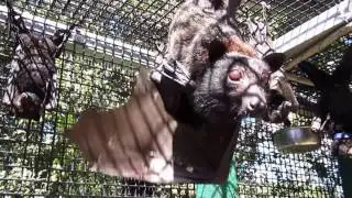 Mother bat flapping to cool her baby