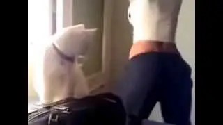 Кот Не Выдержал перед такой