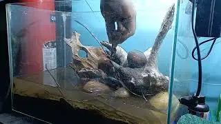 Scaping the Pamba River Biotope | Aquascaping Tutorial | Hardscape Setup