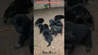 Puppy shepherd dog. Щенки немецкой овчарки. #puppydog #puppy #dogs #dog #germanshepherd #shepherd
