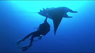 Discovering A Second Species of Giant Manta Ray