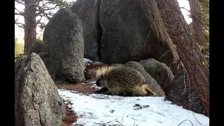 Porcupine, Marmot, etc. in Montana