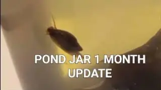 pond jar - 1 month update