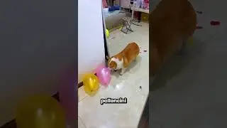 My dog ​​blew up all the balloons 😲🎈