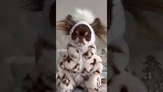 Chihuahuas are the best dogs 🥰 *except on Mundays. That’s when the gremlin mode gets activated.
