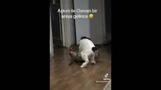 İki deli