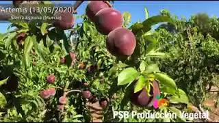 PSB ARTEMIS | BETA FİDAN