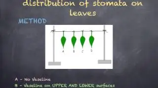 Experiments for plant transport
