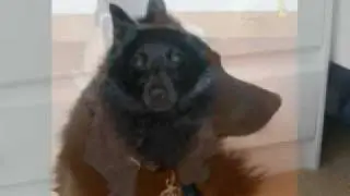 The best dog in the world, my Schipperke Jynxy!!