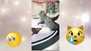 Мы в ответе за тех, кого приручили.  НИКОГДА так не поступайте с животными.