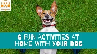 Fun Things To Do With Dogs At Home - How To Entertain Your Dog At Home? 🐶 6 Helpful Ideas!