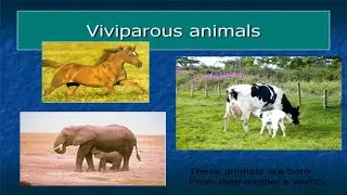 Viviparous Animals Giving Birth