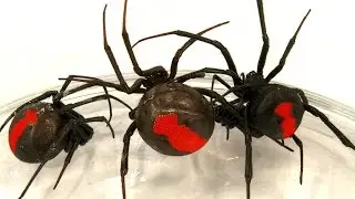 Deadly Spider Infestation How To Catch Lots Of Beautiful Redback Spiders