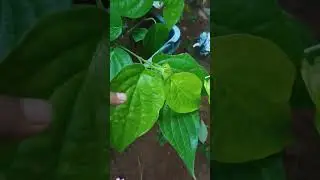 வெற்றிலை
