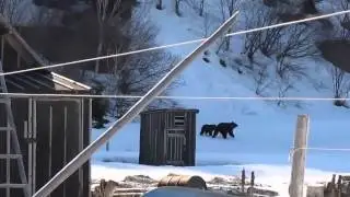 Россия непобедима