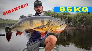 VOCÊ JÁ VIU TUCUNARÉ DE 8.5 KG??