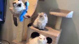 Beautiful Himalayan kittens playing - so fluffy !