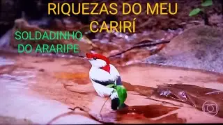 (RIQUEZAS DO MEU CARIRÍ)