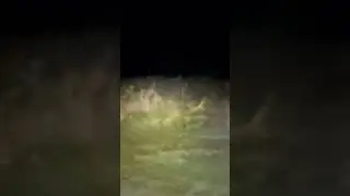 На камеру был заснят Скинуокер #shorts