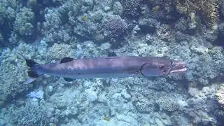 Big barracuda. Большая барракуда