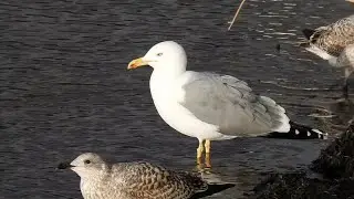 Yellow-legged Gull (Salford Quays 1st January 2024)
