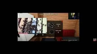 bill jensen censors stream over bees attacking spider
