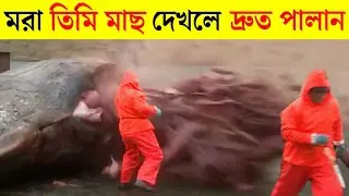 যে কারণে জ্যান্ত তিমি মাছের থেকে মৃত তিমি মাছ আরও বেশি ভয়ঙ্কর হয়? জানলে অবাক হবেন- অজ্ঞাত