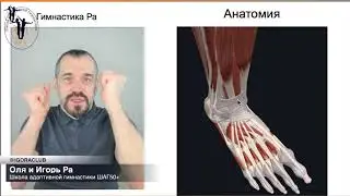 Пальцы рук и ног