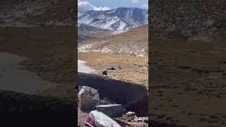 Tibetan mastiffs vs Wolf gang