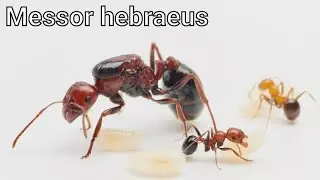 MESSOR HEBRAEUS. Экзотические жнецы из Израиля.