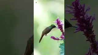 Hummingbird | Hummingbird Sound