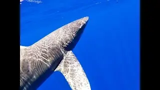 Oceanic Whitetip and silky sharks